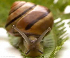 An intersection of math and biology: Clams and snails inspire robotic diggers and crawlers