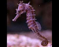 The galloping evolution in seahorses