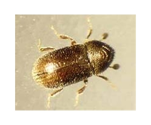 New report examines effects of trees killed by bark beetles on wildfire