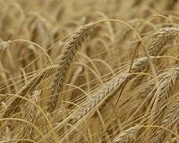 Rising CO2 poses significant threat to human nutrition