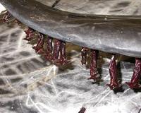 Barnacles go with the flow to find a home on dolphin fins