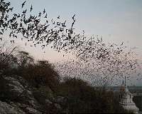 The open air as an underappreciated habitat