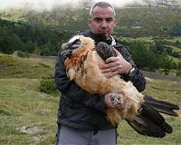 Satellite telemetry tracks bearded vultures