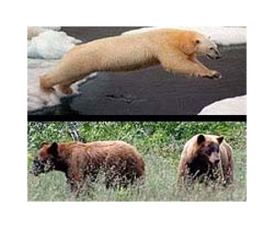 Inter-species mating could doom polar bear: experts