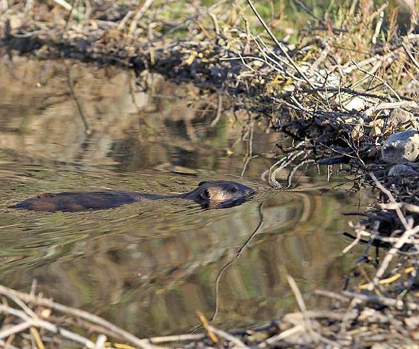 Eager beaver: dams improve quality of river water hit by climate change