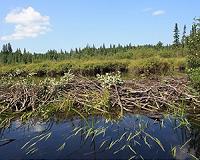 Damming beavers are slowly changing the world