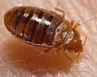 SFU scientists help put bedbugs to bed forever