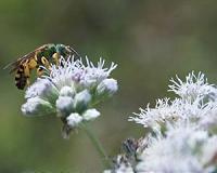 Oslo creates world's first 'highway' to protect endangered bees