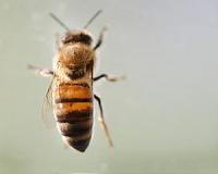 Millions of US bees die from spray to fight Zika mosquitoes