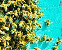 Study: Ongoing bee decline could exacerbate malnutrition