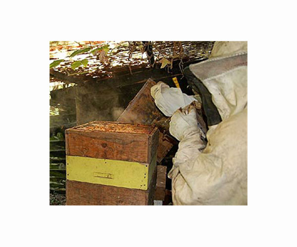 Gaza beekeeper tends hives by restive border