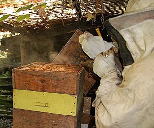 Life is sweet for beekepers in Greece, but for how long?
