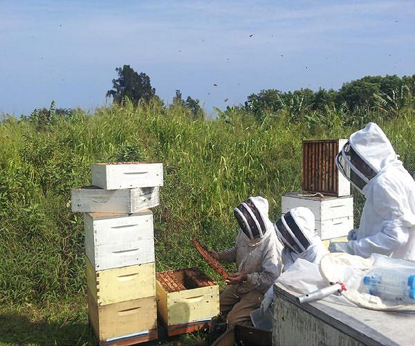 Bee colonies 'relatively stable' after 2nd highest rate of loss last year