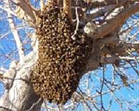 Bee Swarms Follow High-Speed Streaker Bees To Find A New Nest