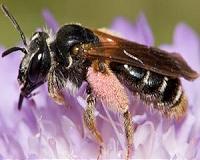 Tenth of wild bee species risk extinction in Europe: study