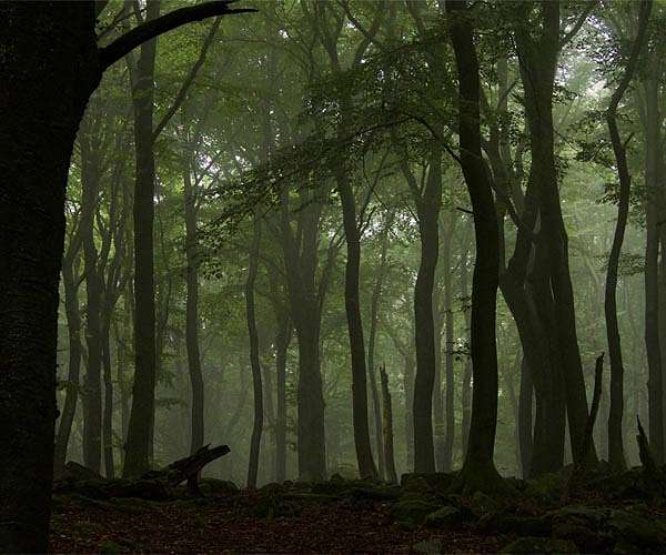 Beeches thrive in France's Verdun in flight from climate change