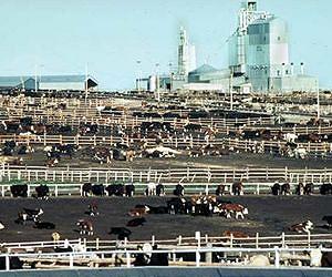 Destroy lab stocks of eradicated cattle disease: OIE