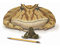 Giant Frog Jumps Continents