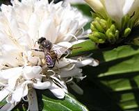 Bolivian bees under threat from coca pesticides