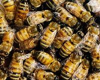 Pesticides used by beekeepers may harm bees' gut microbiota