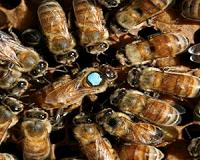 Researchers identify how queen bees repress workers' fertility