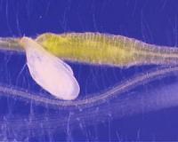 Plant pest reprograms the roots