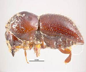 Beetle-fungus disease threatens crops and landscape trees in Southern California