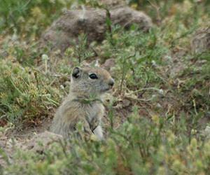 Studies shed light on why species stay or go in response to climate change