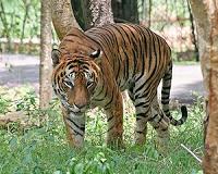 India tiger population doubles; Bangladesh 'extremely worried' over low male tiger numbers