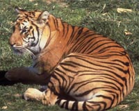 Bangladeshi man arrested for beating tiger to death