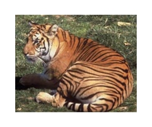 Pet tiger escapes in South Africa