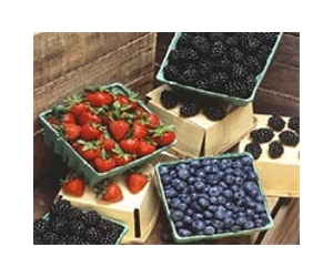 Eating more berries may reduce cognitive decline in the elderly