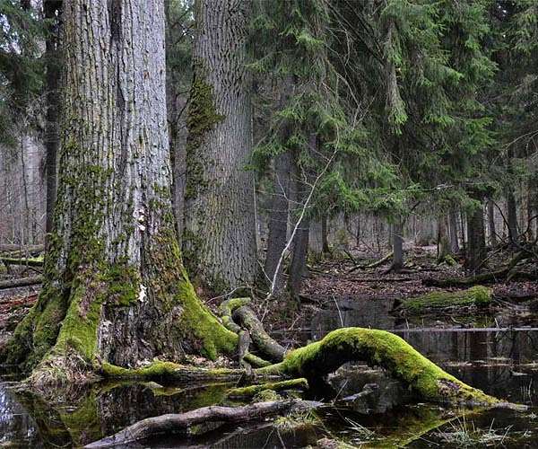Early forests did not significantly change the atmospheric CO2