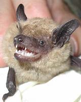 Bats Have Complex Skills To Deal With Clutter
