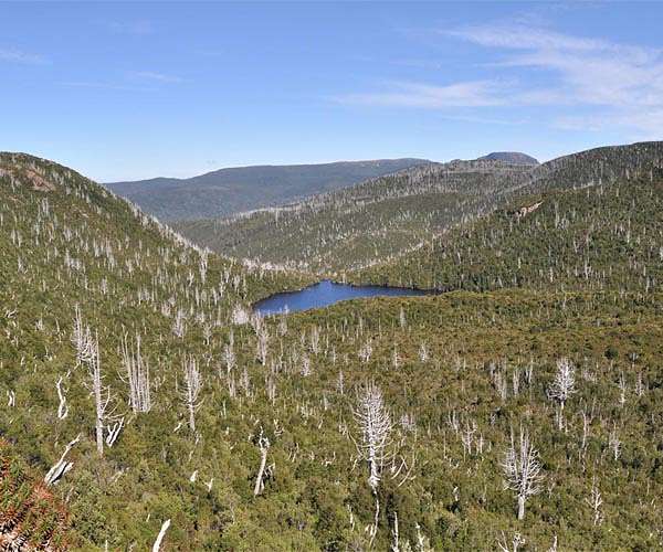 Eco friendly low-cost energy storage system from pine biomass