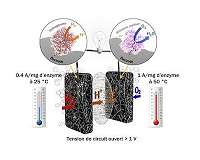 Electricity production: When enzymes rival platinum
