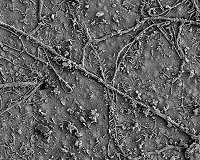Soil bugs munch on plastics