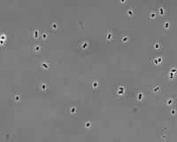 Biologists partner bacterium with nitrogen gas to make cleaner bioethanol