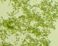 Researchers' new advance in quest for second generation biofuels