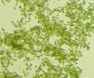 MSU and PHYCO2 Collaborate on Algae Growth Demonstration Project