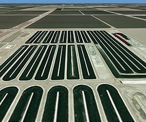 Algae biofuels: the wave of the future
