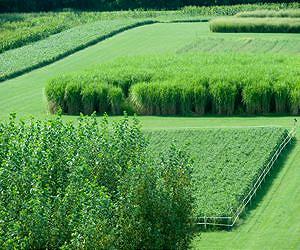 More to biofuel production than yield
