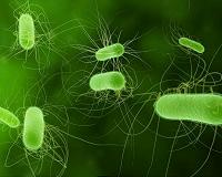 Bacteria makes blue jeans green