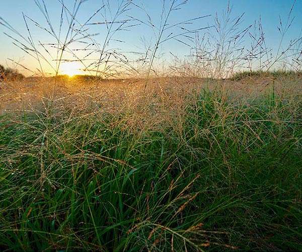 Biofuel on the road to energy, cost savings