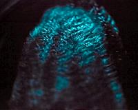 Nightlights under the sea