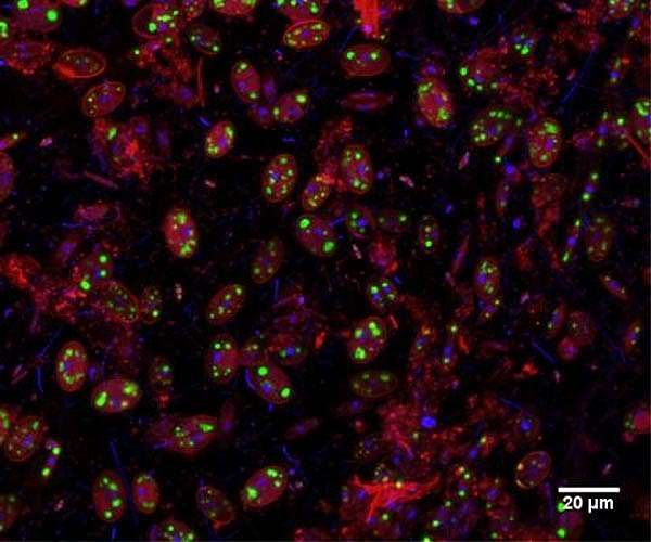 Transforming Marine Biomass into Clean Energy: A Look at DARPA's BLUE Initiative