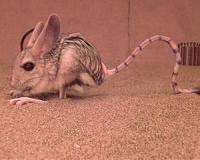 Evolution of kangaroo-like jerboas sheds light on limb development