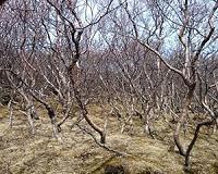 Iceland tries to bring back trees razed by the Vikings