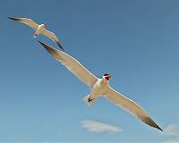 Caspian terns found breeding 1,000 miles farther north than previous record