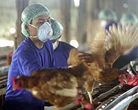 U.N. Says $100M Needed To Stop Bird Flu